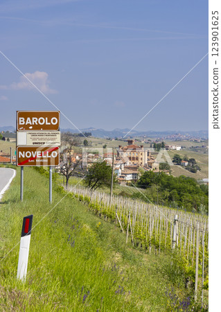 Typical vineyard near Barolo, Barolo wine region, province of Cuneo, region of Piedmont, Italy 123901625