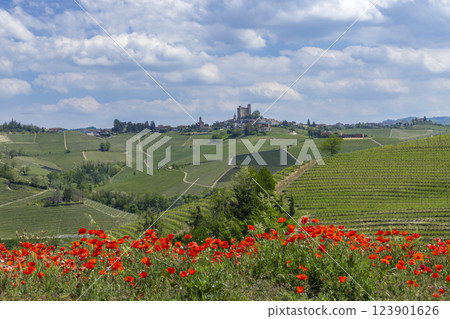 Typical vineyard near Castiglione Falletto, Barolo wine region, province of Cuneo, region of Piedmont, Italy 123901626