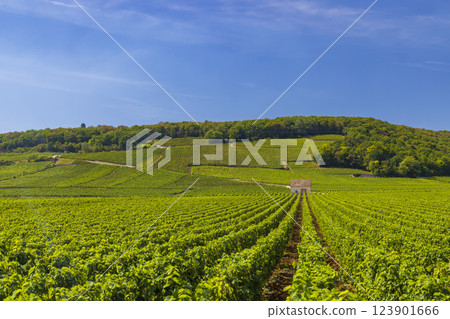 Typical vineyards near Clos de Vougeot, Cote de Nuits, Burgundy, France 123901666