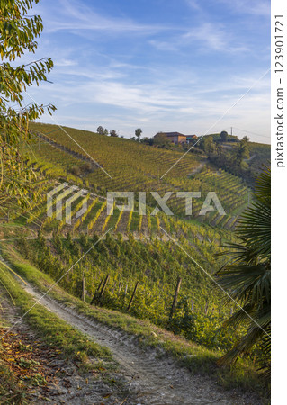 Typical vineyard near Canale, Barolo wine region, province of Cuneo, region of Piedmont, Italy 123901721