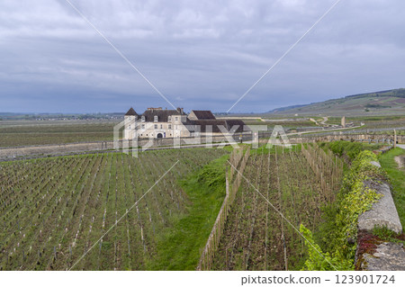 Typical vineyards near Clos de Vougeot, Cote de Nuits, Burgundy, France 123901724
