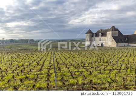 Typical vineyards near Clos de Vougeot, Cote de Nuits, Burgundy, France 123901725