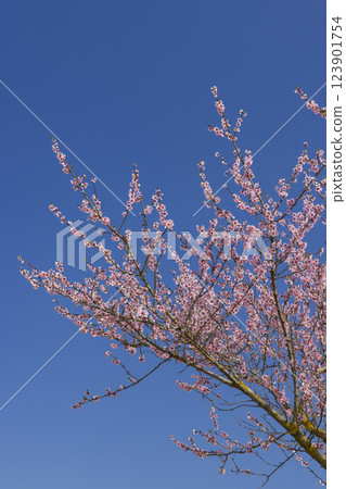 pink twigs blooming in spring 123901754