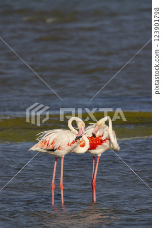 Flamingo in Parc Naturel regional de Camargue, Provence, France Flamingo in Parc Naturel regional de Camargue, Provence, France 123901798