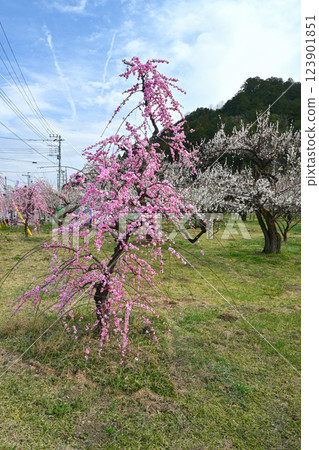 Ogosei梅花林 Ogosei梅花林 123901851