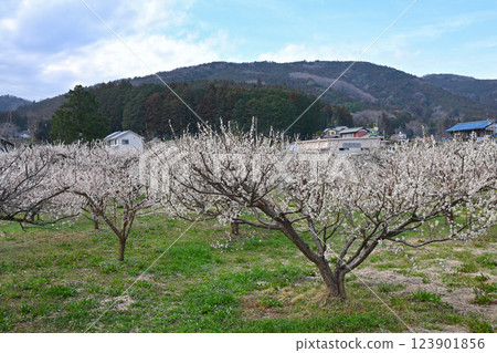 Ogosei plum forest Ogosei plum forest 123901856