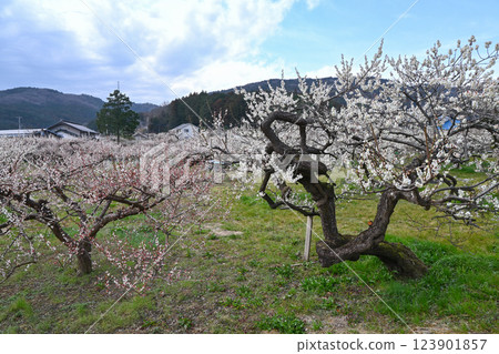 Ogosei plum forest Ogosei plum forest 123901857