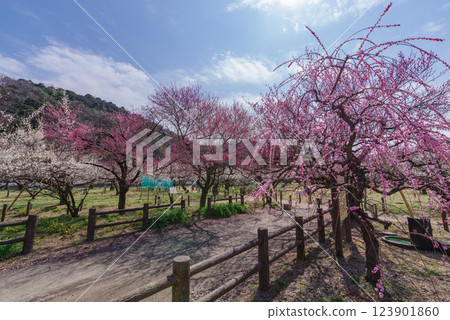 Ogosei plum forest 123901860