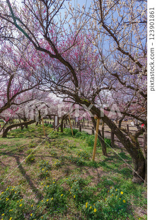Ogosei plum forest 123901861