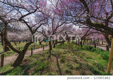 Ogosei plum forest Ogosei plum forest 123901862