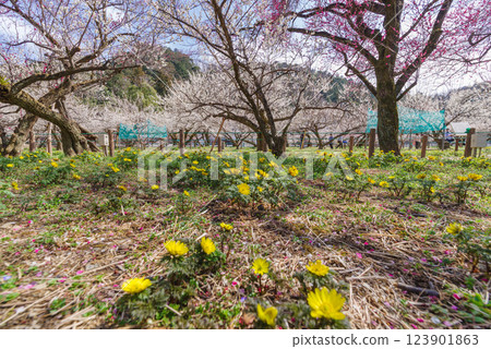 Ogosei plum forest 123901863