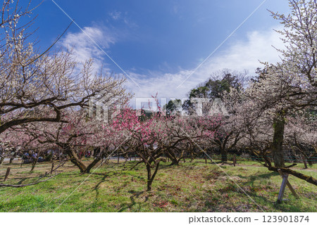 Ogosei plum forest Ogosei plum forest 123901874