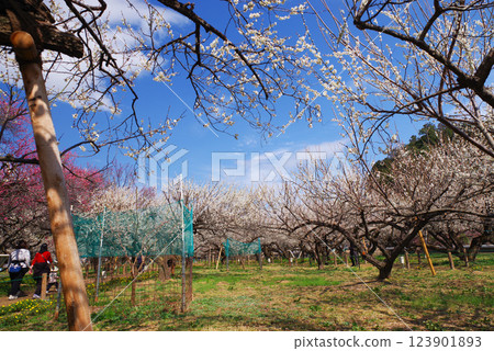 Ogosei plum forest 123901893