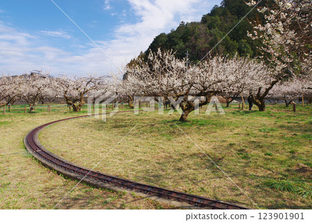 Ogosei梅花林 123901901