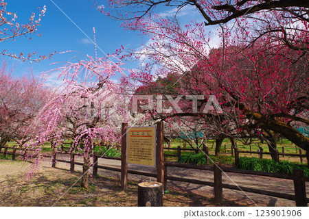 Ogosei梅花林 123901906