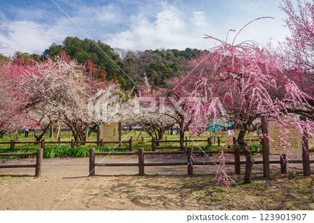 Ogosei plum forest 123901907