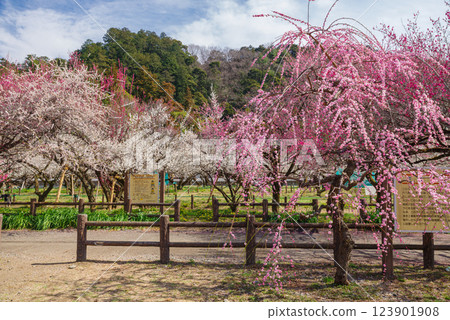 Ogosei梅花林 123901908