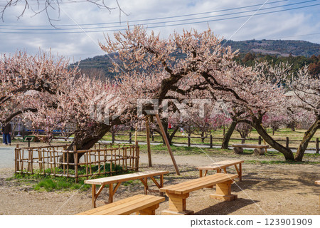 Ogosei plum forest 123901909