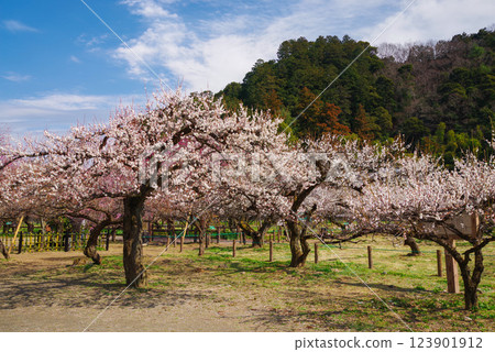 Ogosei plum forest 123901912