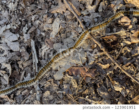 Chenille processionnaire moving across the ground in the Landes region of France during early spring Chenille processionnaire moving across the ground in the Landes region of France during early spring 123901951