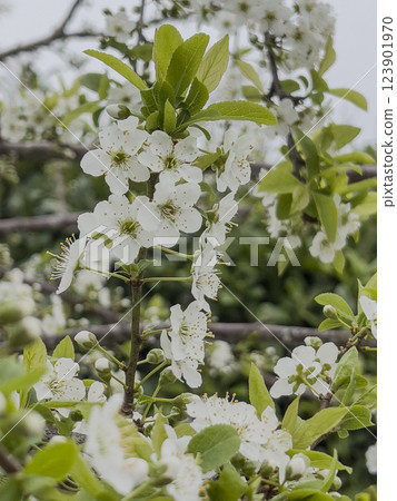 Blooming white flowers of fleur prunier create a beautiful display in a vibrant garden during 123901970