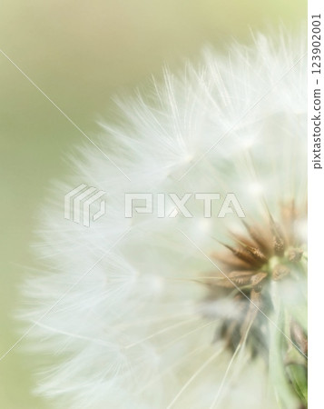 Fluffy dandelion fluff Fluffy dandelion fluff 123902001