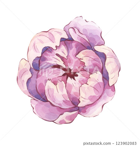 Watercolor peony with gentle pink tones and lush petals. The flower is perfect addition to floral-themed project, digital prints, wedding decoration, and delicate feminine compositions 123902083