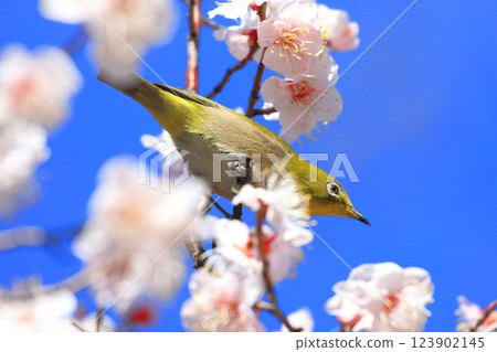 White-eye that sucks the denseness of pink plums 123902145