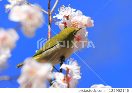 White-eye that sucks the denseness of pink plums White-eye that sucks the denseness of pink plums 123902146