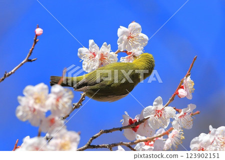 White-eye that sucks the denseness of pink plums 123902151