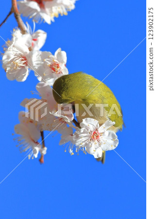 White-eye that sucks the denseness of pink plums 123902175