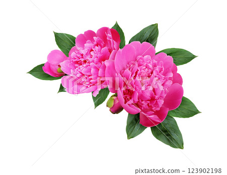 Pink peony flowers in a corner floral arrangement isolated on white 123902198