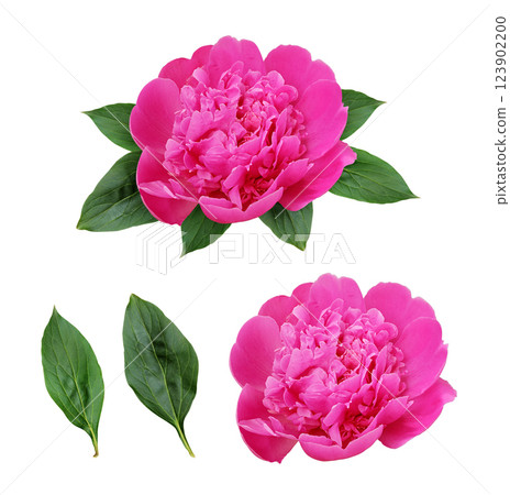 Pink peony flower in a floral arrangement with set of elements isolated Pink peony flower in a floral arrangement with set of elements isolated 123902200