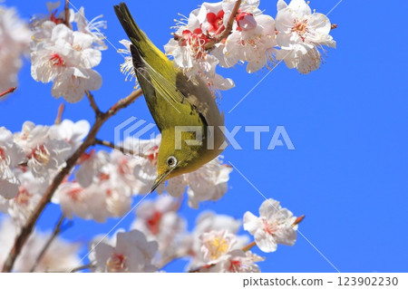 White-eye that sucks the denseness of pink plums White-eye that sucks the denseness of pink plums 123902230