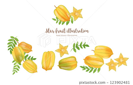 楊桃手繪插畫/寬 123902481