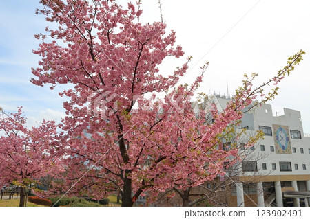 鐮谷市政府旁的新鐮谷二丁目公園的河津櫻花 鐮谷市政府旁的新鐮谷二丁目公園的河津櫻花 123902491