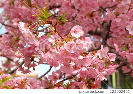 鐮谷市政府旁的新鐮谷二丁目公園的河津櫻花 123902495