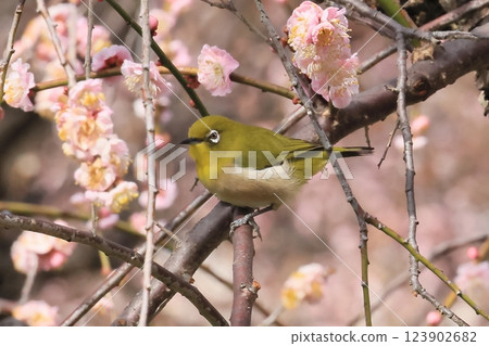 A Japanese white-eye on a branch of a blooming plum tree A Japanese white-eye on a branch of a blooming plum tree 123902682