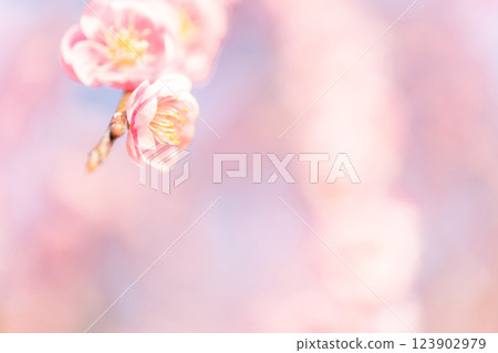 梅花與春天的到來意象 梅花與春天的到來意象 123902979