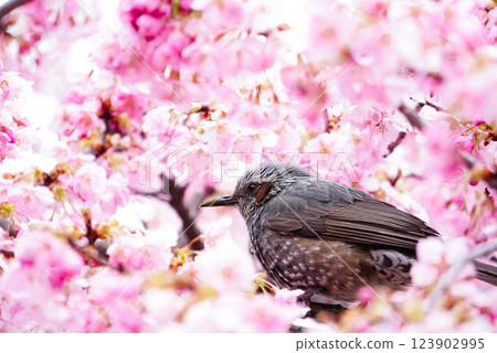 Cute birds and Kawazu cherry blossoms in full bloom Cute birds and Kawazu cherry blossoms in full bloom 123902995