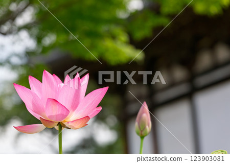 Lotus flower  123903081