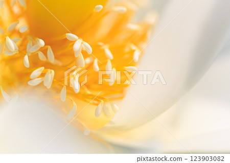 Lotus flower  123903082