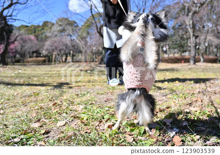 Give me, give me! A Chihuahua standing and begging 123903539