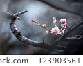 梅花 123903561