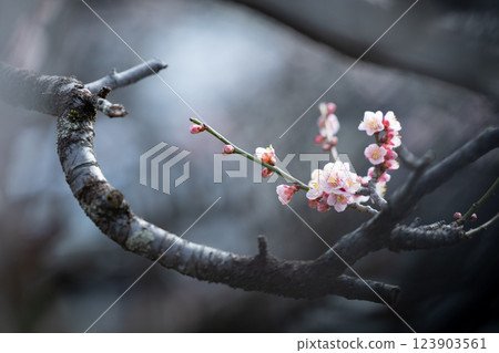 梅花 梅花 123903561