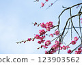 梅花 123903562