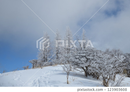 大和縣葛城山的冰霜樹木 [奈良縣御所市] 123903608