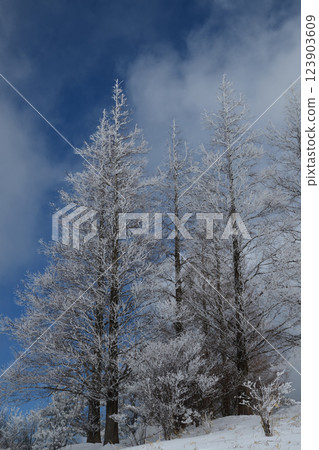 Rime-covered trees on Mount Katsuragi in Yamato [Gose City, Nara Prefecture] 123903609