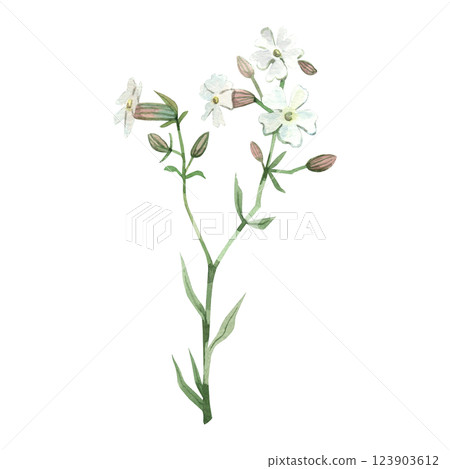 Wildflower Campion or Rose Campion white with green leaves, all objects hand painted with watercolor. For printing on fabric and paper, for invitations and cards. 123903612