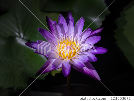 Yellow lotus stamens or Lotus pollen in white purple lotus petals of Blossoming waterlily or Lotus flower blooms and green leaves background. Yellow lotus stamens or Lotus pollen in white purple lotus petals of Blossoming waterlily or Lotus flower blooms and green leaves background. 123903671